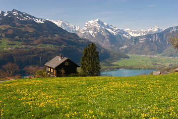 Alpine meadow in spring (Walensee, Switzerland)