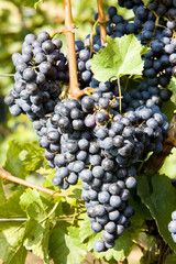 grapevines in vineyard, Czech Republic