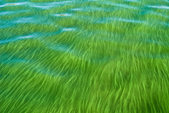 Flowers blue-green algae in the river wate