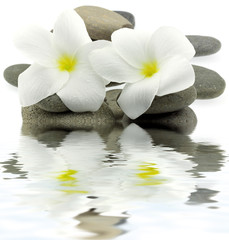 décor zen minéral floral aquatique fond blanc