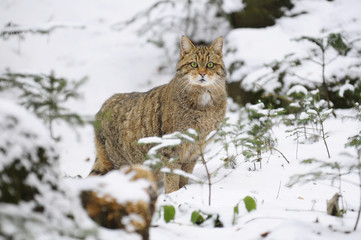 Wildkatze