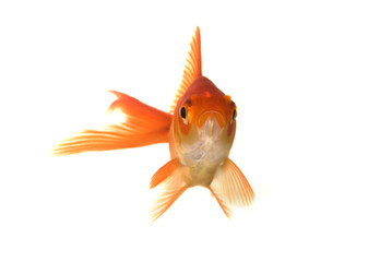 Goldfish portrait