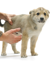 Fototapeta premium Dog