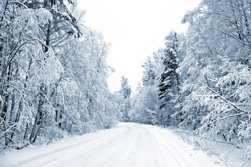 timber road