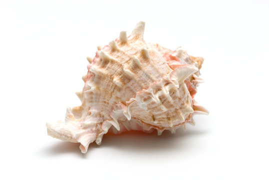 Sea conch isolated on white