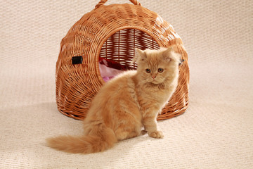 Mohairkatze (4)