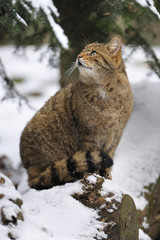 Wildkatze im Schnee