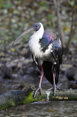 Ibis
