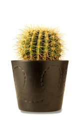 Fototapeta premium vaso con cactus