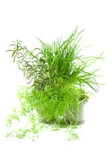 fresh herbs over white background