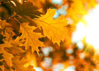 Red autumn leaves background.