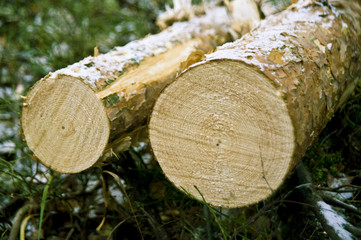 CHOPPED DOWN TREE