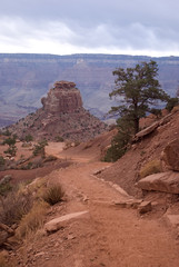 Grand Canyon Treeking
