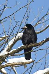 rook / Corvus frugilegus in a winter scene