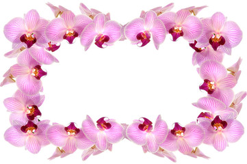 Fototapeta na wymiar Orchideen 17