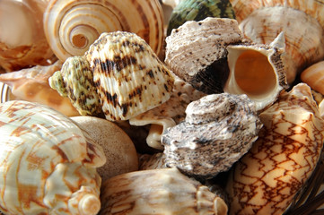Muscheln 106