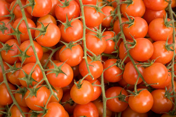 Baby tomatoes on the vine