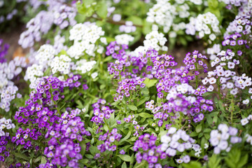 Obraz premium flowers field