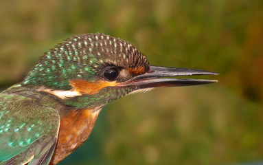 Kingfisher