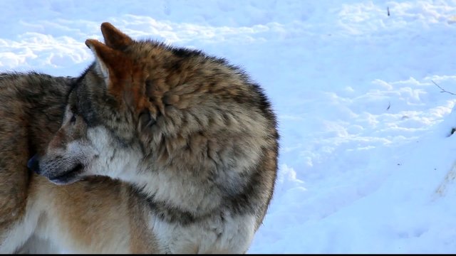 wolf