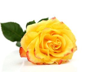 Yellow rose