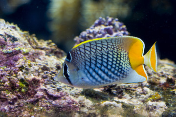 an exotic fish swimming