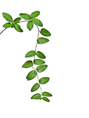 Obraz premium vine isolated on white background