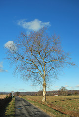 Route et bouleau en Béarn