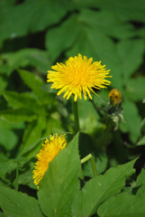 a couple of dandelions on meadow