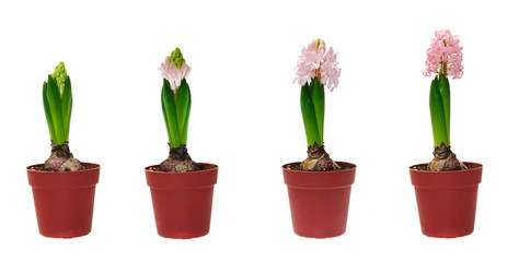 Stages of development of a hyacinth