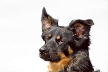 Fototapeta premium Shepherd Portrait