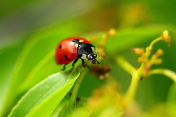 Fototapeta na wymiar Coccinelle - Ladybird
