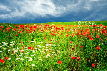 Fototapeta na wymiar Wonderful meadow by summer.