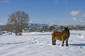 caballo entre nieve1