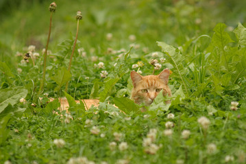 Katze in der Wiese