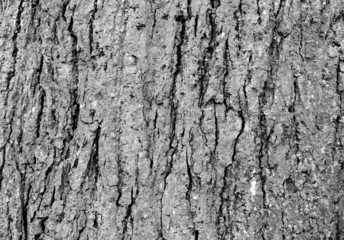 Black and white treebark, excellent for backgrounds