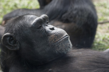 Chimpanzee Resting
