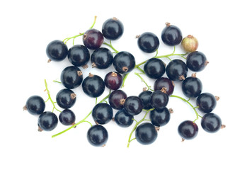 Currant