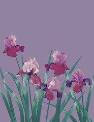 Decorative background with lilac iris
