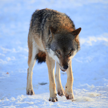 b&ouml;ser Wolf