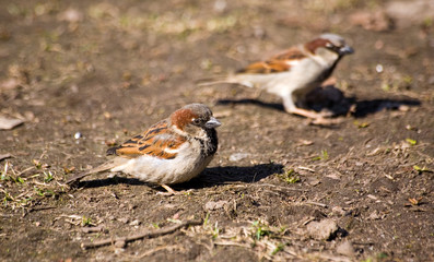 Two sparrows