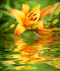 spring flower on water background
