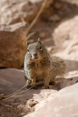 Arizona's Squirrel
