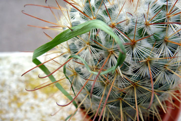 &eacute;pines de cactus