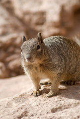 Arizona's squirrel