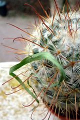 Naklejka na ściany i meble piège du cactus
