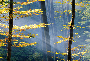 Lights of the autumn forest