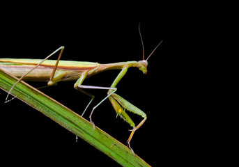 Mantis on grass-blade 3