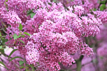 Blooming lilac