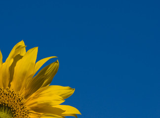 Obraz premium sunflower